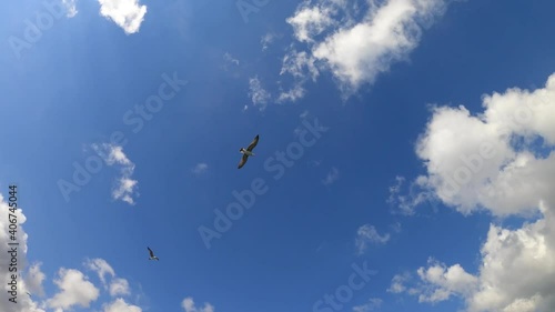 birds flying in sky sky bird flying blue clouds seagull cloud flight freedom nature birds gull air airplane animal wings sea white eagle wing sun soar travel plane