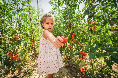 Cute little girl in garden with tomato.  Little baby girl picking ripe tomatoes in vegetable garden