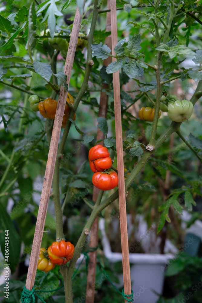 Close-up of ranti or rose tomatoes plant in the garden.