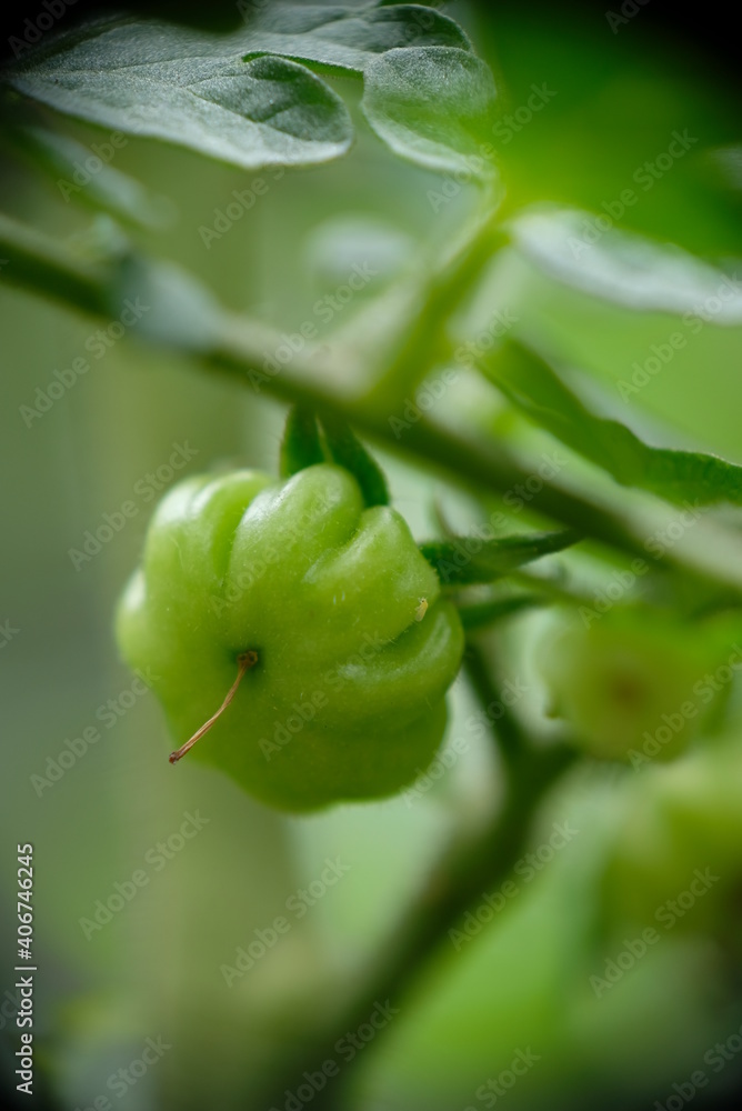 Close-up of ranti or rose tomatoes growing in the garden. Close-up of ranti or rose tomatoes growing in the garden.