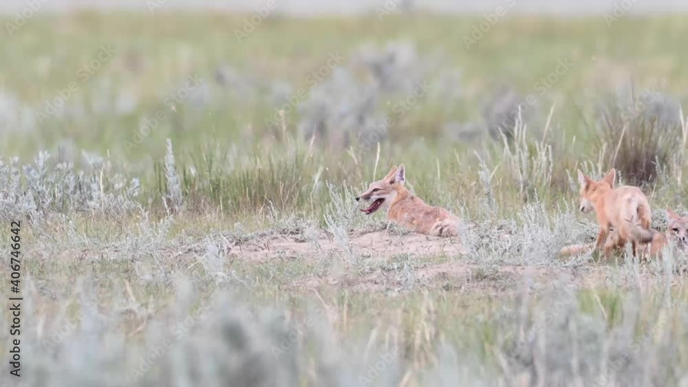 Swift fox kits in the Canadian wilderness Swift fox kits in the Canadian wilderness