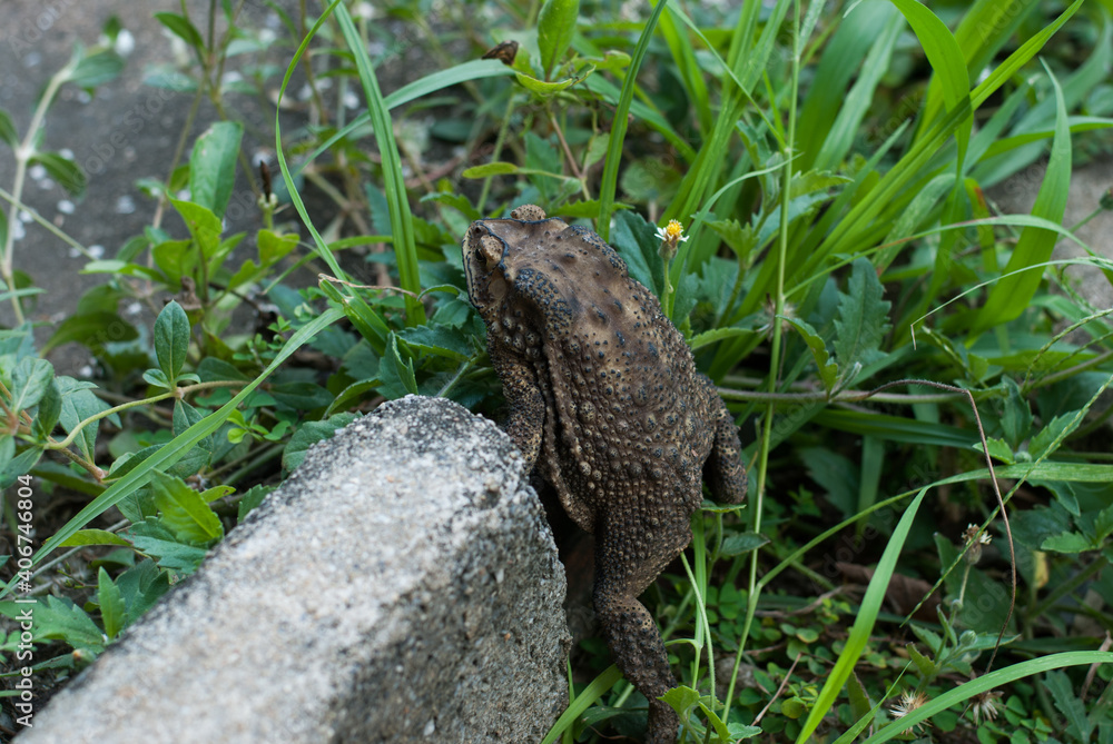 Fototapeta premium frog on the stone
