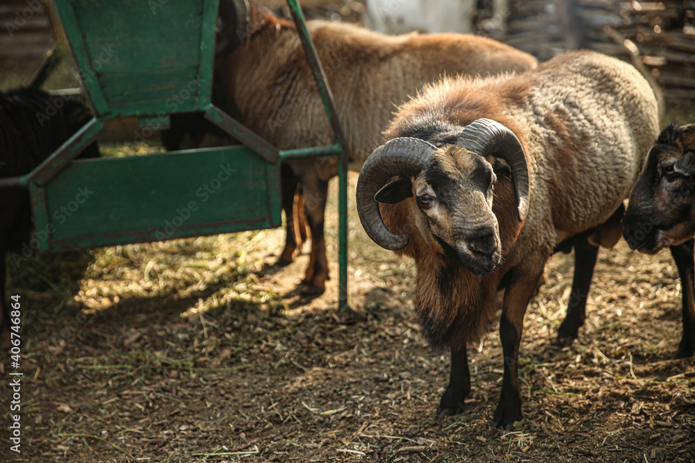 Fototapeta premium Beautiful brown sheep in yard. Farm animals
