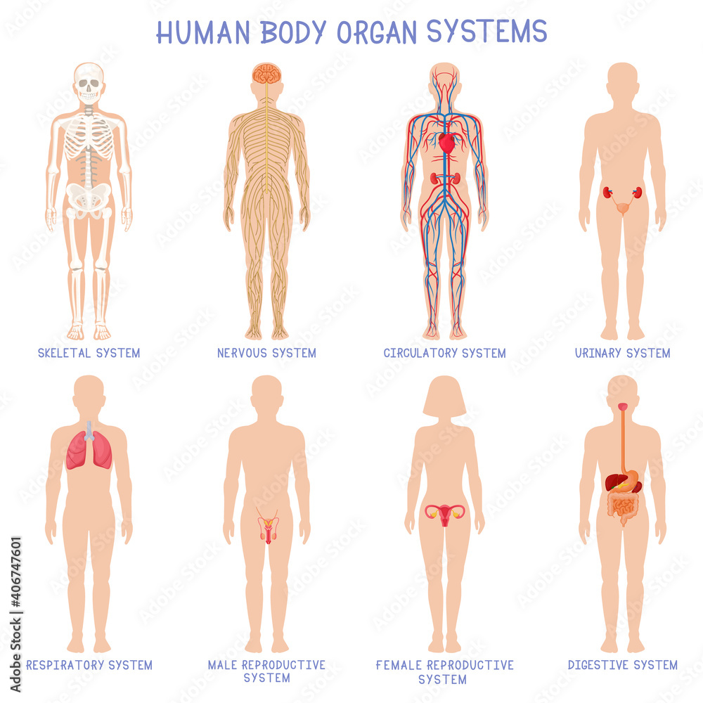 Cartoon human body organs systems. Anatomical biology systems, skeleton ...