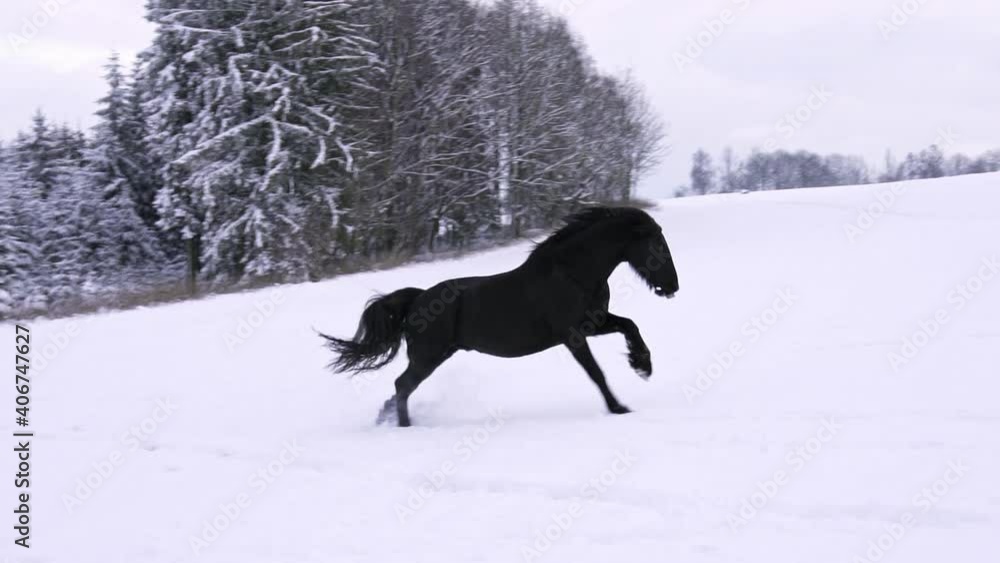 Friesian stallion running in winter field. Black Friesian horse runs gallop in winter. Friesian stallion running in winter field. Black Friesian horse runs gallop in winter.