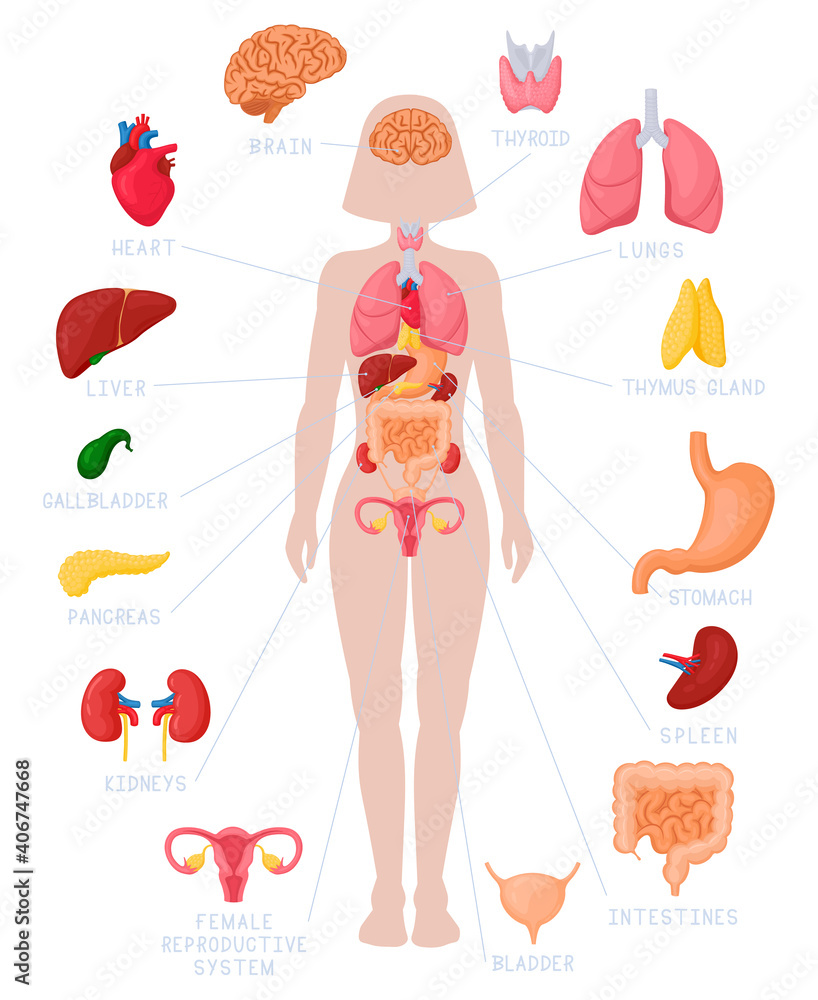 Woman internal organs infographic. Human body anatomy, lungs, kidneys,  heart, brain, liver and female reproductive vector illustration set.  Educational poster for medicine and biology Stock Vector