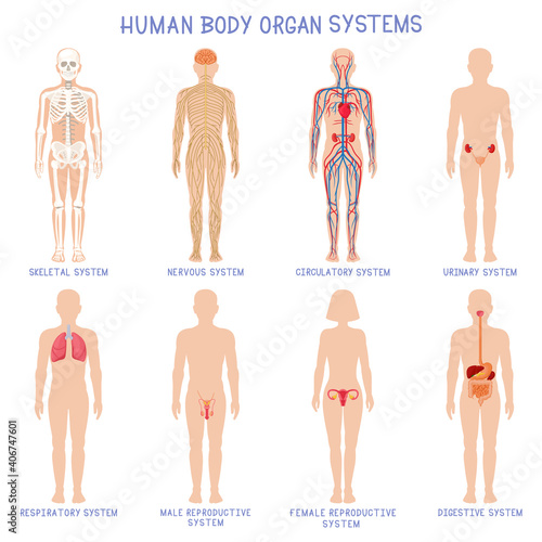 Cartoon human body organs systems. Anatomical biology systems, skeleton, nervous and reproductive system. Human biology organ scheme vector illustration set. Circulatory, respiratory anatomy