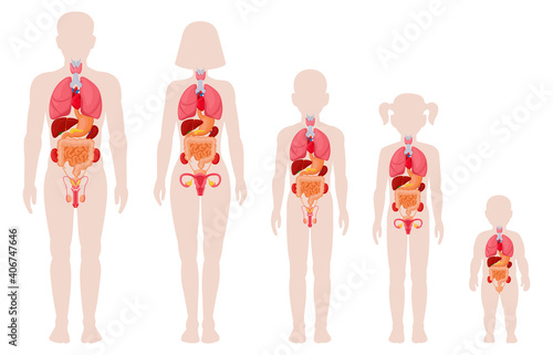 Human anatomy organs. Man, woman, girl, boy and newborn baby with internal organs location vector illustrations. Internal organs medical infographic. Female and male human body structure