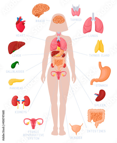Woman internal organs infographic. Human body anatomy, lungs, kidneys, heart, brain, liver and female reproductive vector illustration set. Educational poster for medicine and biology