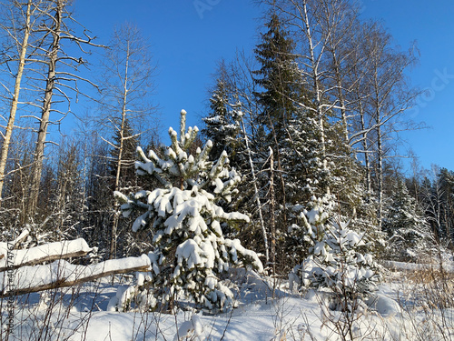 Winter forest on a frosty day. Vladimir Region, Russia photo