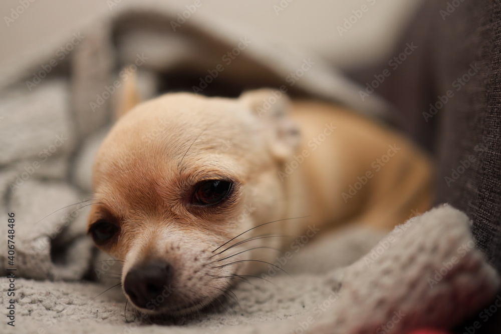 Closeup portrait of small funny beige mini chihuahua dog, puppy Closeup portrait of small funny beige mini chihuahua dog, puppy