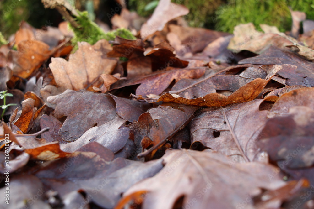 Brown oak leaves on ground in the forest. Oak leaves macro. Brown leaves background Brown oak leaves on ground in the forest. Oak leaves macro. Brown leaves background