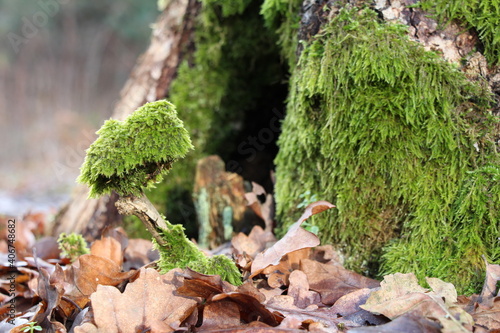 Green moss on a tree stump. Green moss in the sunlight. Moss closeup, macro