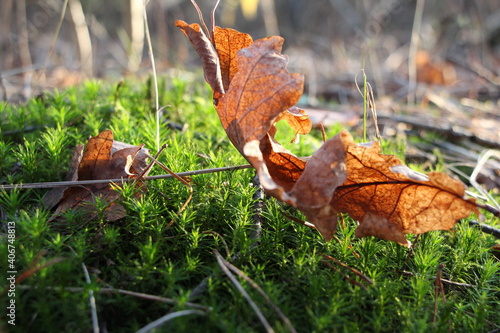Macro of oak leaf on green moss in the forest. Brown oak leaf close up.