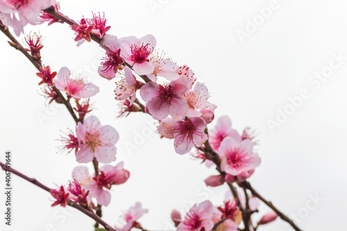 Peach tree blossoms © Azahara MarcosDeLeon