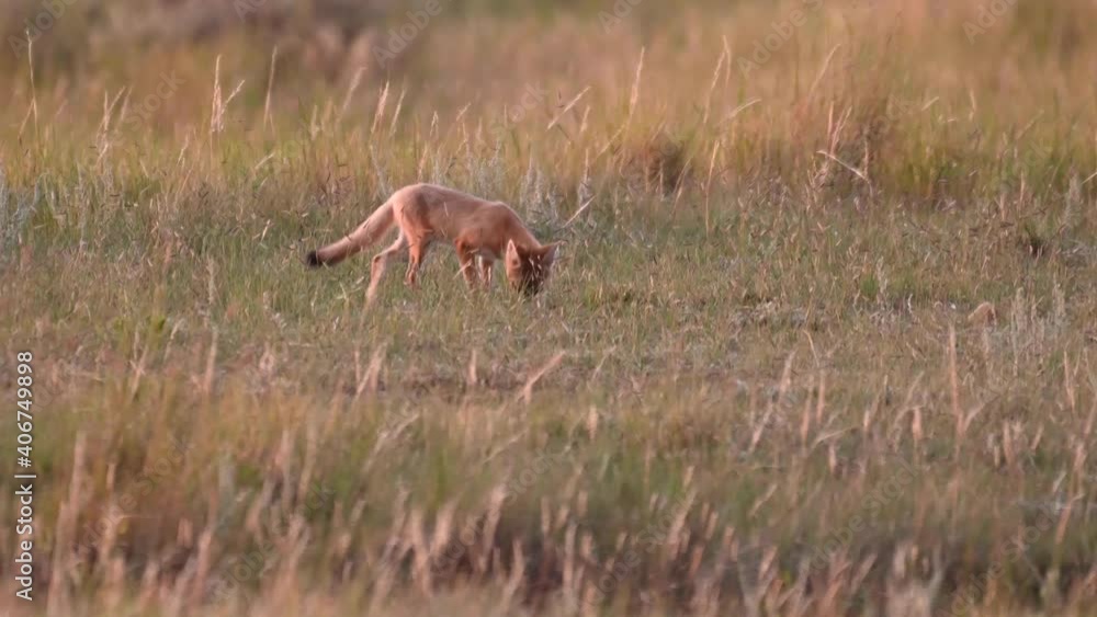 Swift fox kits in the Canadian wilderness Swift fox kits in the Canadian wilderness