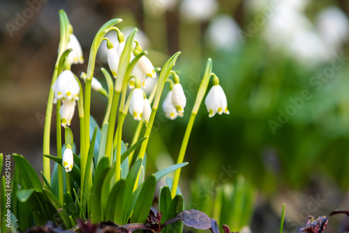 Close up view of small snowdrops flowers growing among dry leaves in forest. First spring plants in woods. © bilanol