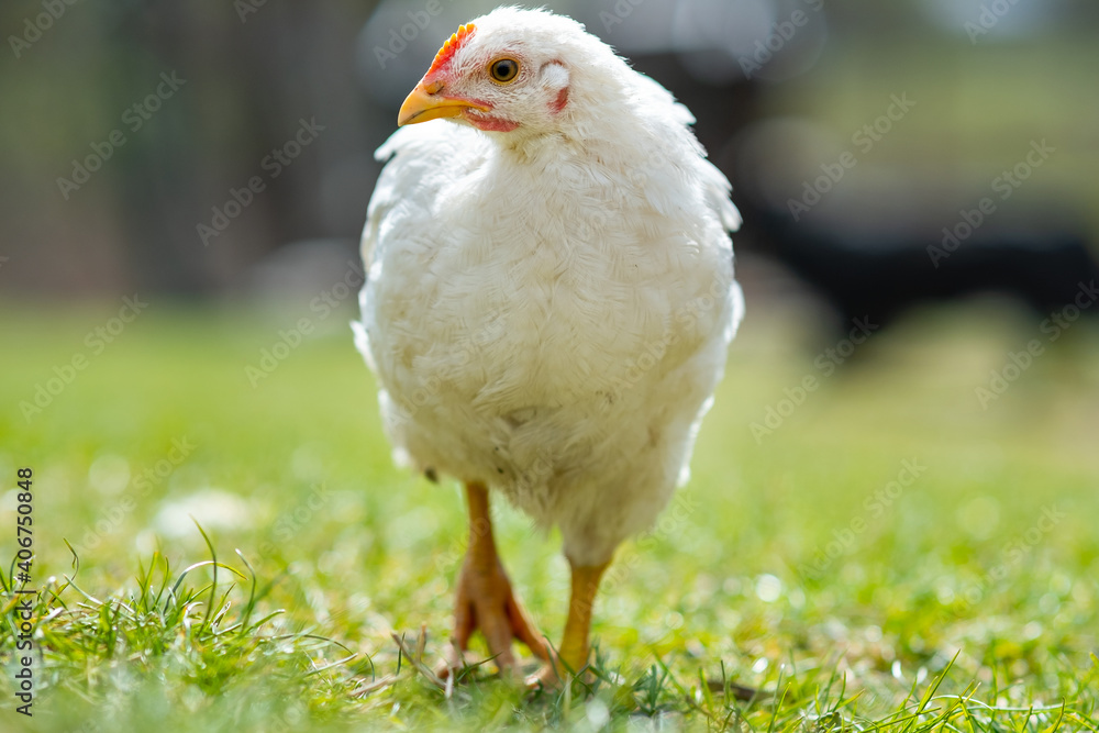 Hen feed on traditional rural barnyard. Close up of chicken standing on barn yard with green grass. Free range poultry farming concept.