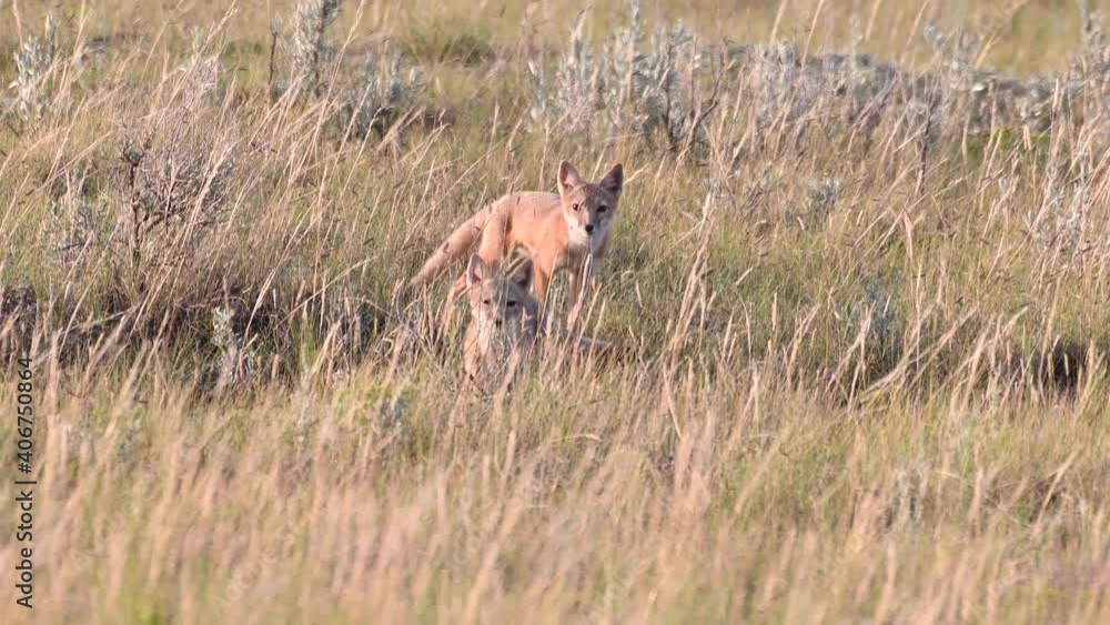 Swift fox kits in the Canadian wilderness Swift fox kits in the Canadian wilderness