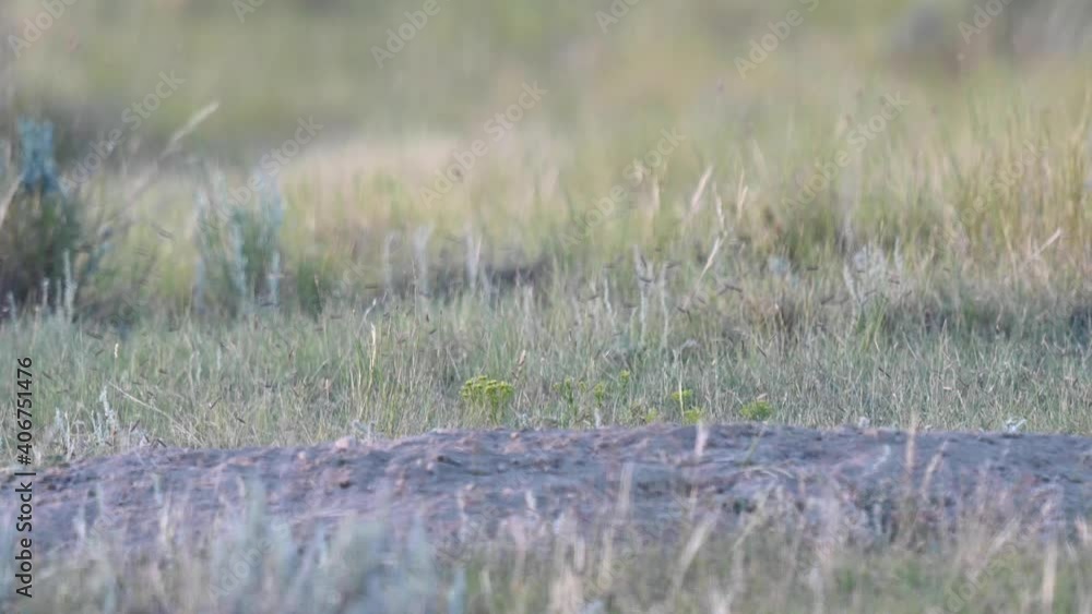 Swift fox kits in the Canadian wilderness Swift fox kits in the Canadian wilderness