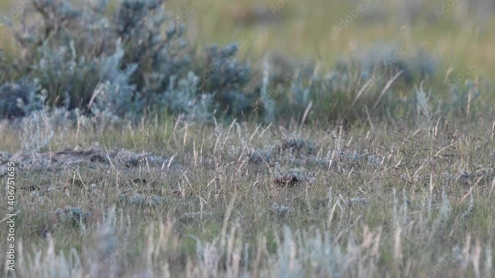 Swift fox kits in the Canadian wilderness Swift fox kits in the Canadian wilderness