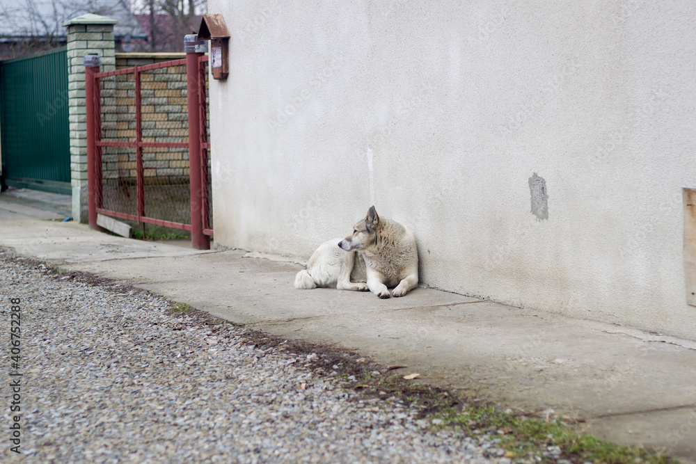 Big white adult clever dog breed West Siberian Laika sitting outdoors guarding house.