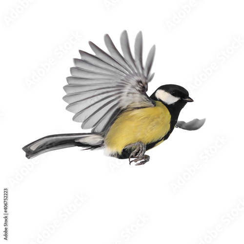 one bird tit flies spreading its feathers and wings on a white isolated background