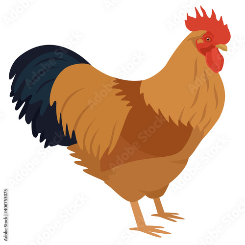 New Hampshire rooster Breed of chickens Vector illustration Isolated object