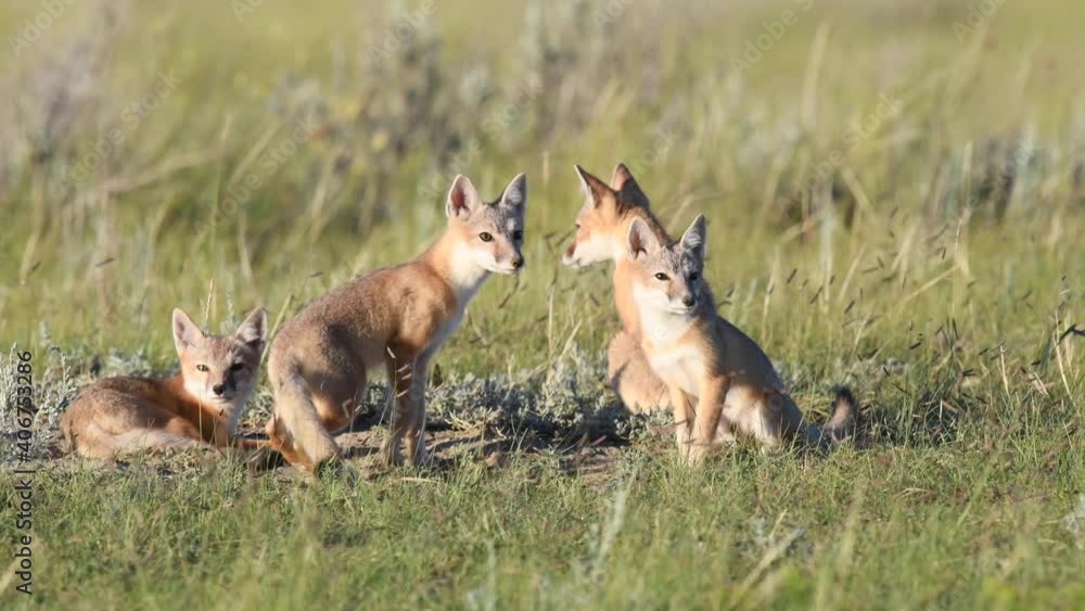 Swift fox kits in the Canadian wilderness