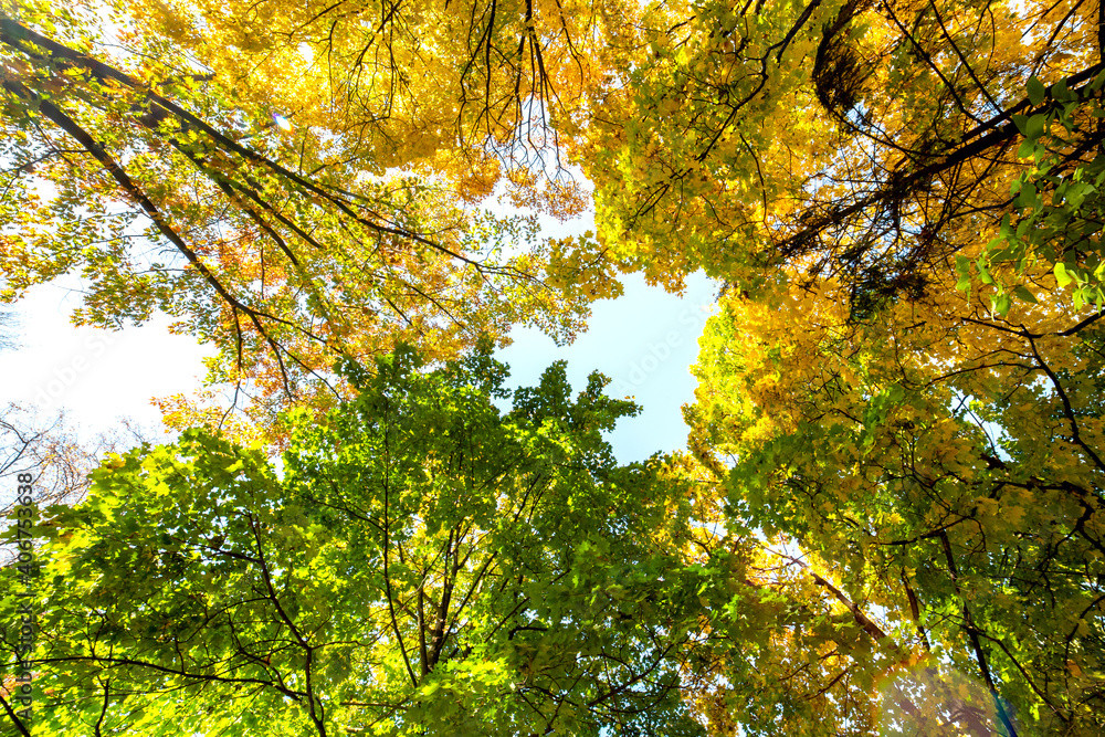 Perspective up view of autumn forest with bright orange and yellow leaves. Dense woods with thick canopies in sunny fall weather. Perspective up view of autumn forest with bright orange and yellow leaves. Dense woods with thick canopies in sunny fall weather.