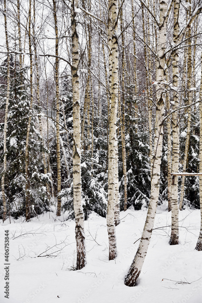 Birch trees under snowfall