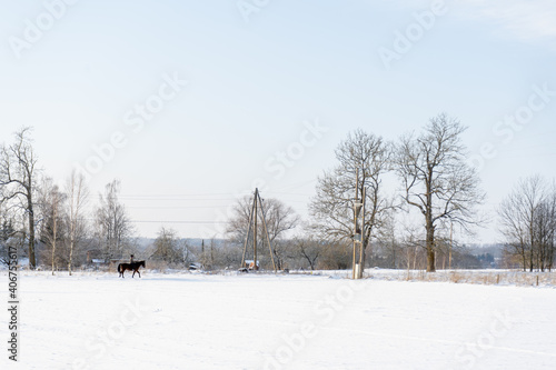 a horse walks through a beautiful white winter landscape