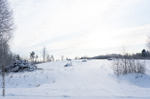 snowy Latvian landscape with forest and a few feet of snow