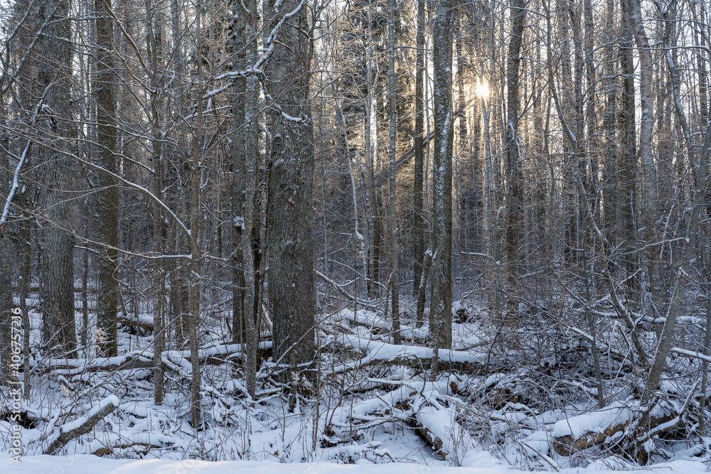 View of the trees that snowed on a cold winter day when the bright sun is shining View of the trees that snowed on a cold winter day when the bright sun is shining