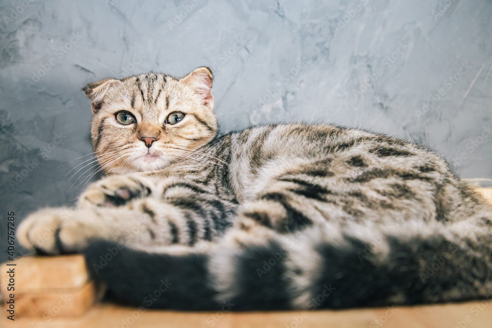 Cute Scottish Fold sleeping on wooden bar near concrete wall and closed eyes. Beautiful kitty. Gray blur background. Cute Scottish Fold sleeping on wooden bar near concrete wall and closed eyes. Beautiful kitty. Gray blur background.