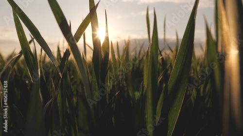Movement of camera in field, along sprouts of green young wheat, in sun. Close-up. Growing wheat crop in field, growing cereals. Seedlings of rye in spring. Growing environmentally friendly grain.