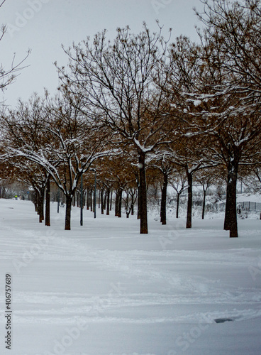 Winter landscape. Christmast. Trees covered with snow. 