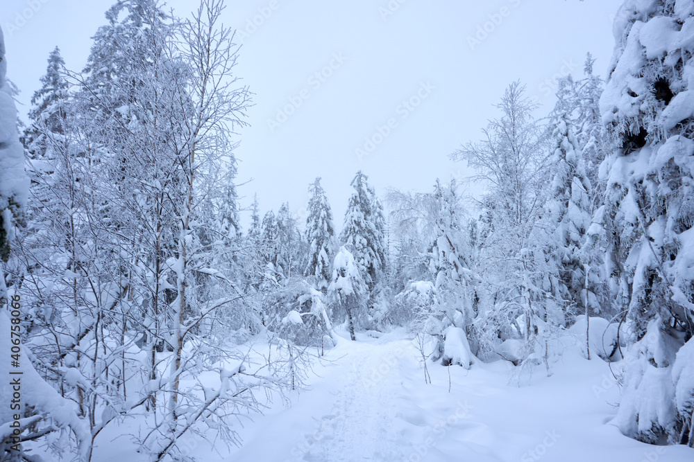 Obraz premium winter wonderland in the black forest on the kaltenbronn