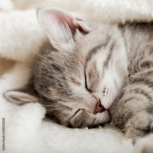 Cute tabby kitten sleep on white soft blanket. Cats rest napping on bed. Comfortable pet sleep at cozy home. Cat sleep on pillow under blanket. Close up