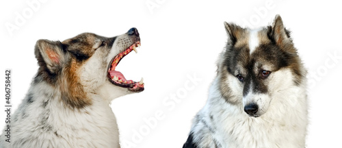 Dog is Yawn. Bang Kaeo Dog Breeds.isolated on white background. 