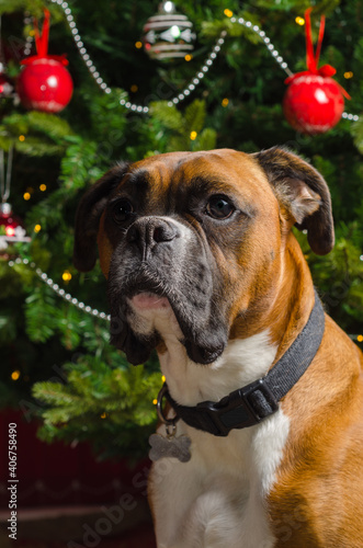 Boxer dog at Christmas  © Matt