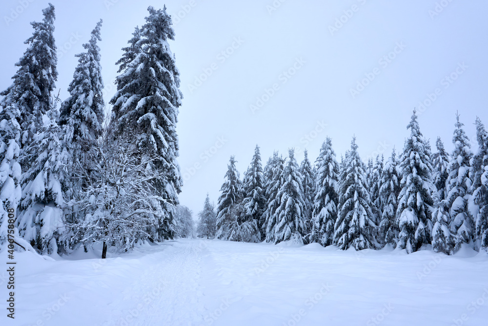 winter wonderland in the black forest on the kaltenbronn winter wonderland in the black forest on the kaltenbronn
