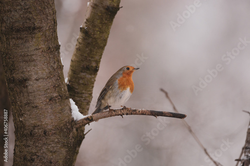 Robin at branch while snowing