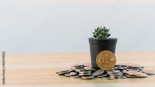 Bitcoin, a gold coin, sits beside a flower pot, cactus, and a pile of coins on the table, which are trading coins for cryptocurrency trading. Bitcoin exchange rate trends