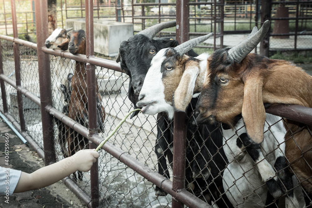 Goats in a farm