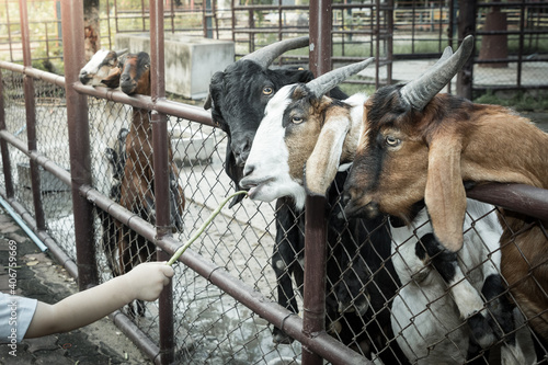 Obraz na płótnie Goats in a farm w salonie