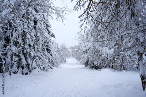 winter wonderland in the black forest on the kaltenbronn © creativcontent