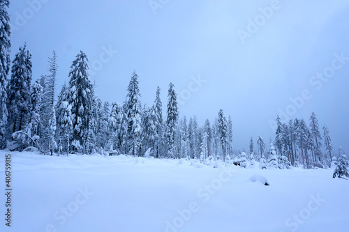 winter wonderland in the black forest on the kaltenbronn