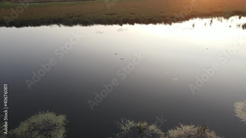 Two swans are sailing on a calm lake water during sunset photo