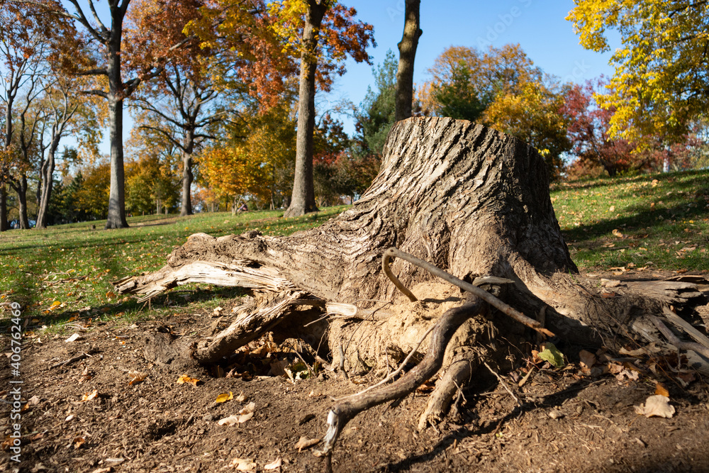 Tree Stump at Astoria Park in Astoria Queens New York during Autumn with Colorful Trees